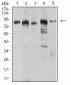 Mouse Monoclonal Antibody to UHRF1