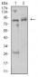 Mouse Monoclonal Antibody to UHRF1