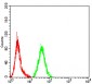 Mouse Monoclonal Antibody to MMP2