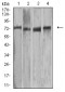 Mouse Monoclonal Antibody to MMP2