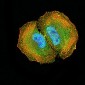 Mouse Monoclonal Antibody to DOC2