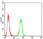 Mouse Monoclonal Antibody to P2RX7