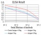 Mouse Monoclonal Antibody to ANAPC11