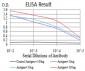 Mouse Monoclonal Antibody to ANAPC11