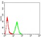 Mouse Monoclonal Antibody to KRT10