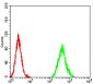 Mouse Monoclonal Antibody to CCND1