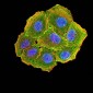 Mouse Monoclonal Antibody to CCND1