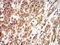 Mouse Monoclonal Antibody to CCND1