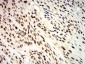 Mouse Monoclonal Antibody to ANAPC10