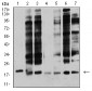 Mouse Monoclonal Antibody to ANAPC10