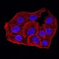 Mouse Monoclonal Antibody to ANAPC10