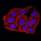 Mouse Monoclonal Antibody to ANAPC10