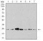 Mouse Monoclonal Antibody to ANAPC10