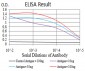 Mouse Monoclonal Antibody to NEFM