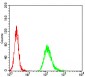 Mouse Monoclonal Antibody to NEFM