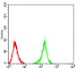 Mouse Monoclonal Antibody to NEFM