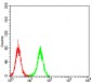 Mouse Monoclonal Antibody to TCF4