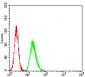 Mouse Monoclonal Antibody to TCF4