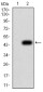 Mouse Monoclonal Antibody to TCF4