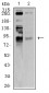 Mouse Monoclonal Antibody to BRD2