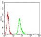 Mouse Monoclonal Antibody to ESR1