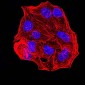 Mouse Monoclonal Antibody to ESR1