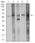 Mouse Monoclonal Antibody to CDC37