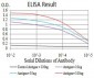 Mouse Monoclonal Antibody to CDC37