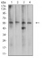 Mouse Monoclonal Antibody to CDC37