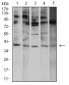 Mouse Monoclonal Antibody to ATF4