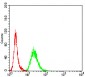 Mouse Monoclonal Antibody to ADIPOQ