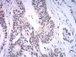 Mouse Monoclonal Antibody to ASH2L