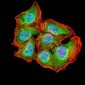 Mouse Monoclonal Antibody to ATG2A