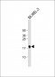 MART-1/Melan-A Antibody (Center)