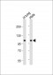 NAT10 Antibody (N-Term)
