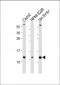 CKS2 Antibody (N-Term)