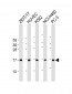 CCL26 Antibody (C-Term)
