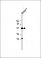 beta Tubulin Antibody