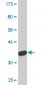 JMY monoclonal antibody (M05A), clone 5B6