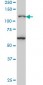 JMY monoclonal antibody (M05A), clone 5B6