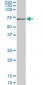 JMY monoclonal antibody (M05A), clone 5B6