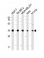 WNT4 Antibody