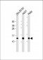 TXN Antibody