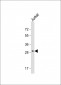 AQP5 Antibody (C-term)