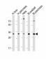 SFRP5 Antibody (Center)