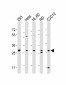 EIF4E2 Antibody