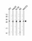 EIF4E2 Antibody