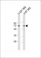 APLP1 Antibody (C-Term)