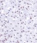 Histone H3 Antibody