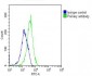 GNMT Antibody (C-term)